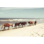 Horses On The Beach
