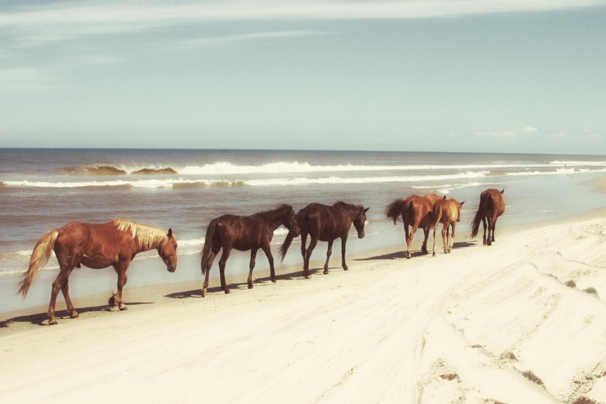 Horses On The Beach Horses On The Beach - Image 1