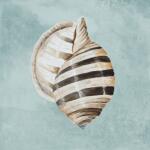 Modern Shell On Teal I