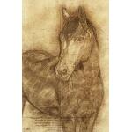 Sketched Horse