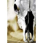 Temp Glass w/ Foil – Cattle Skull