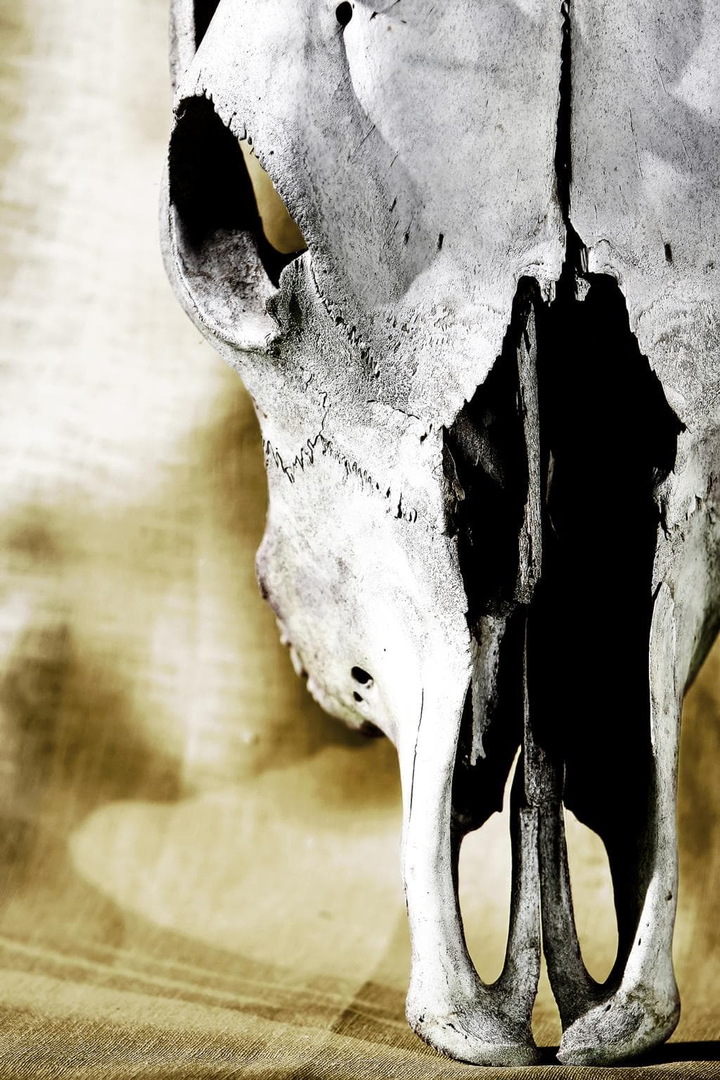 Temp Glass w/ Foil – Cattle Skull Temp Glass w/ Foil – Cattle Skull - Image 1