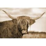 Temp Glass w/Foil -Highland Cow 1