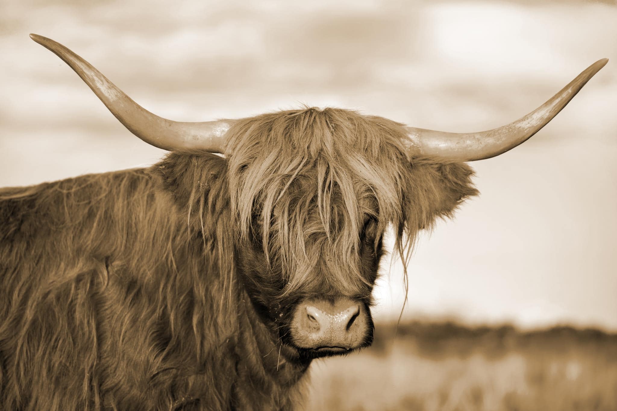 Temp Glass w/Foil -Highland Cow 1 Temp Glass w/Foil -Highland Cow 1 - Image 1