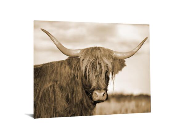 Temp Glass w/Foil -Highland Cow 1 - Image 2