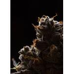 Temp Glass w/Foil -Cann 1