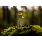 Temp Glass w/Foil -Mushrooms