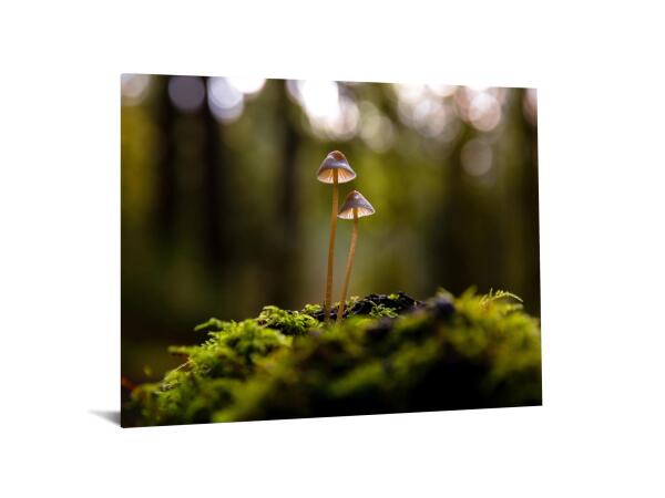 Temp Glass w/Foil -Mushrooms - Image 2