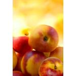 Temp Glass w/ Foil – Georgia Peach