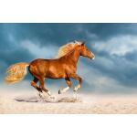Temp Glass w/ Foil – Golden Gallop