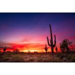 Temp Glass w/ Foil – Desert Cactus