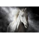 Temp Glass w/ Foil – Mystical White Horse