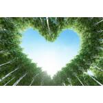 Temp Glass w/ Foil – For the Love of Trees