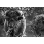 Temp Glass w/ Foil – Bison Duo