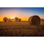 Temp Glass w/ Foil – Hay Bale